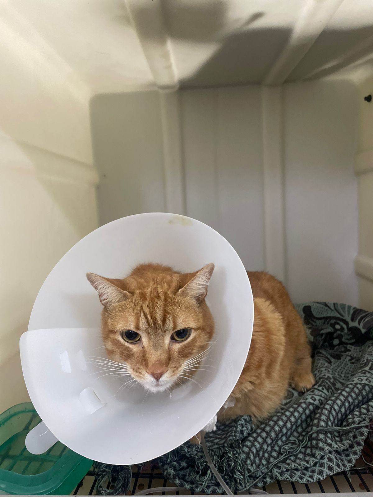 Paciente felino en recuperación post-quirúrgica