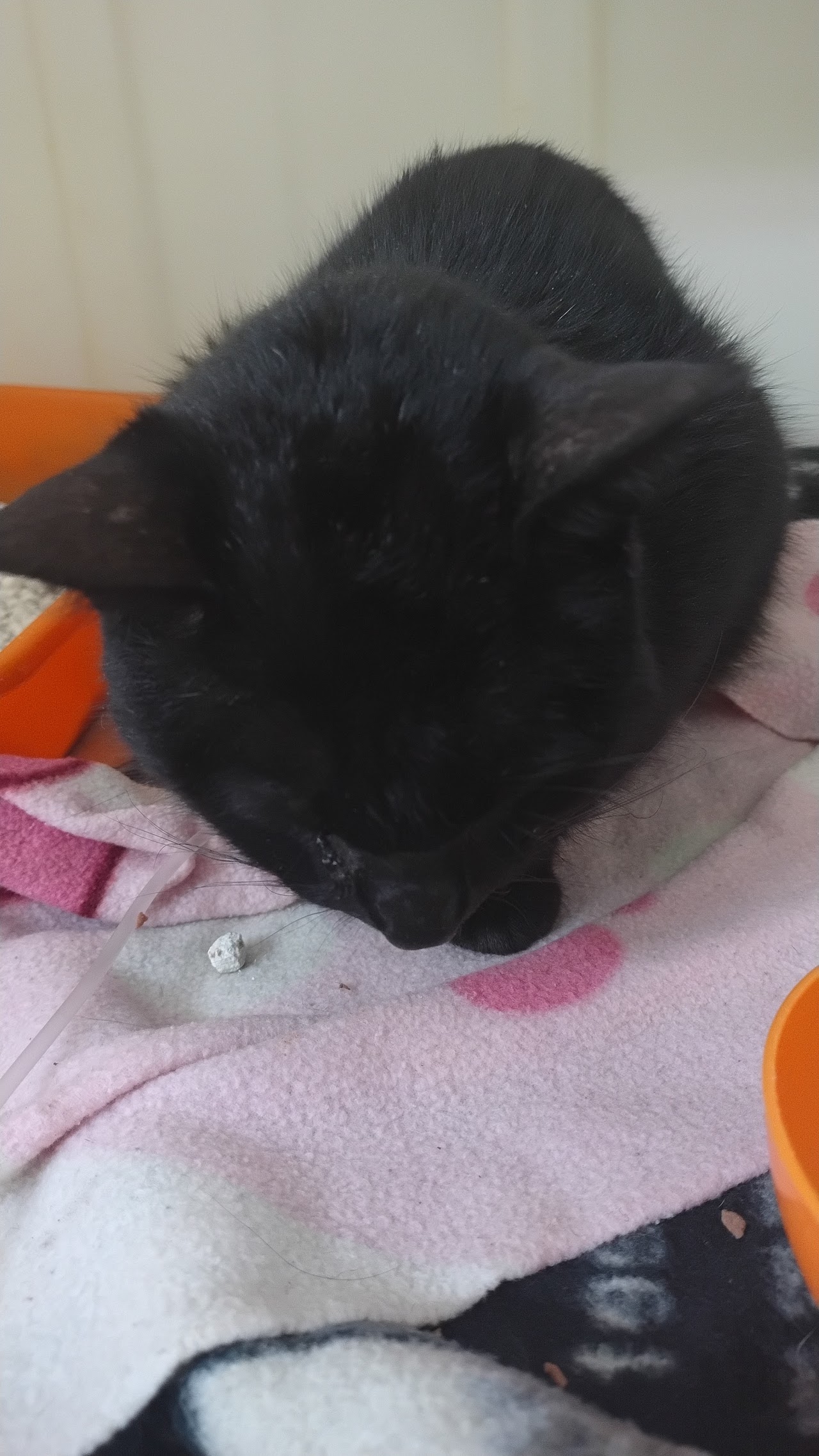 Paciente felino internado en la clínica