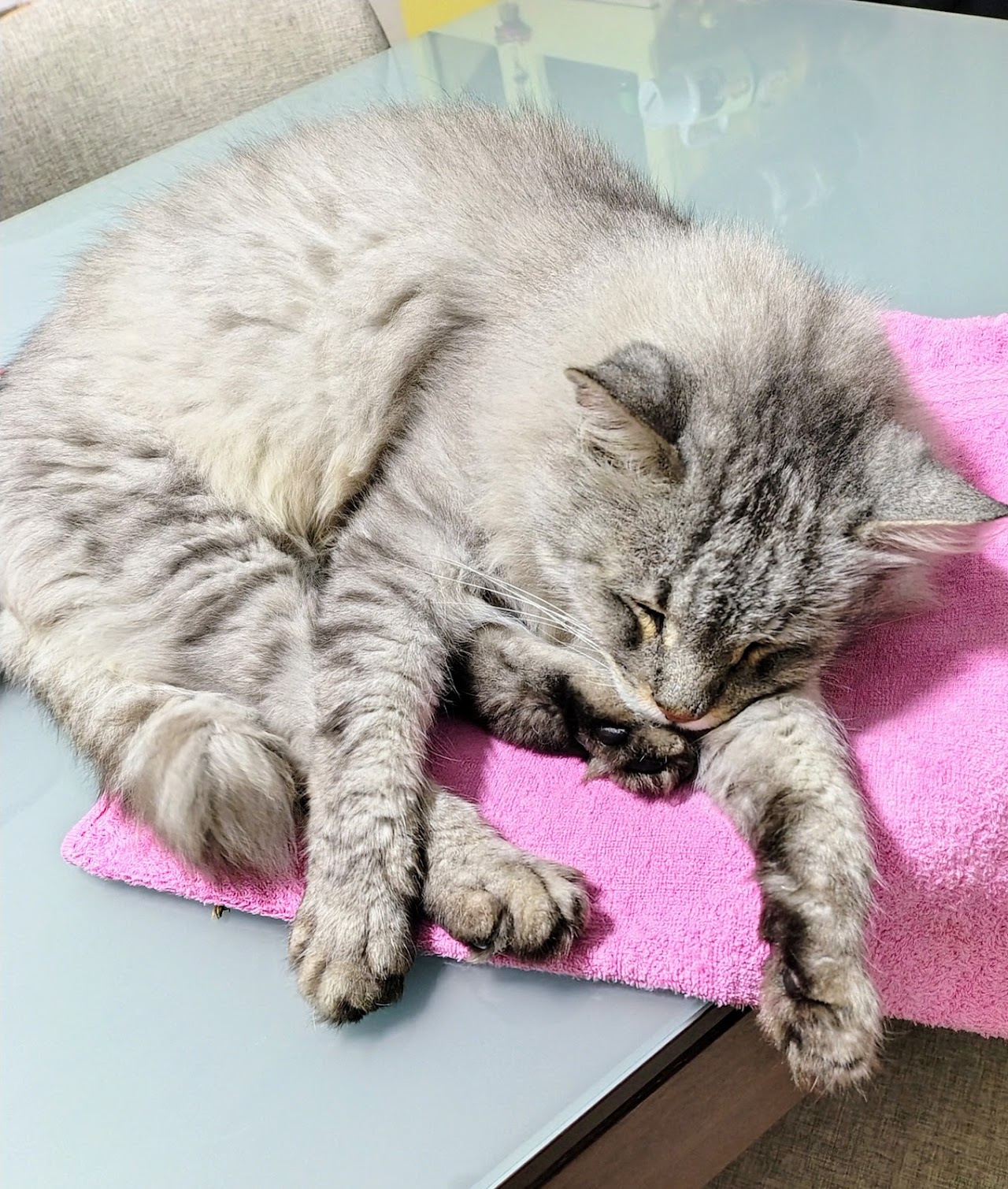 Paciente felino en control veterinario
